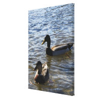 Two ducks in water.  Nature animal photograph Gallery Wrapped Canvas