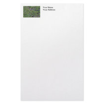 Two Eagles in an Evergreen Tree Stationery