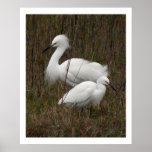 Two Egrets Print
