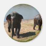 Two Elephanst - Feeding time Fridge Magnets