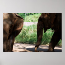 Two Elephants in color Print posters