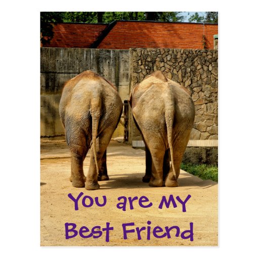 Two elephants my best friend postcard Zazzle