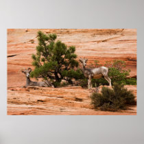 Two Ewes On Red Rocks Poster
