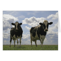 Two Friesian cows Cards
