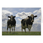 Two Friesian cows cards