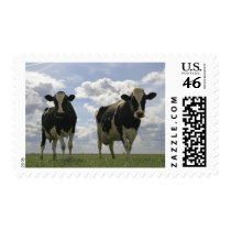 Two Friesian cows Postage Stamp