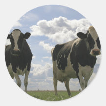 Two Friesian cows Round Sticker
