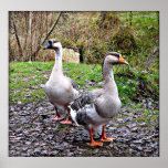 Two geese on a farm poster
