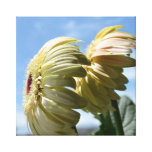 Two Gerbera Daisy Flowers Stretched Canvas Prints