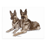 Two German Shepherd Dogs Art Post Card