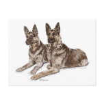 Two German Shepherd Dogs Art Post Card