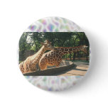 Two Giraffes Buttons