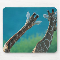 Two Giraffes (Giraffa camelopardalis) Mouse Pad