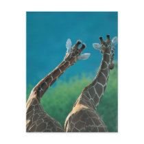 Two Giraffes (Giraffa camelopardalis) Postcards