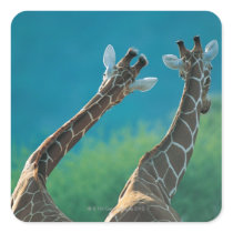 Two Giraffes (Giraffa camelopardalis) Square Sticker