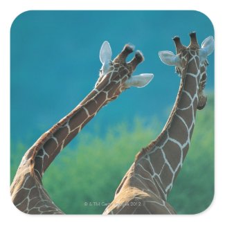 Two Giraffes (Giraffa camelopardalis) Square Sticker