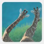 Two Giraffes (Giraffa camelopardalis) Square Sticker