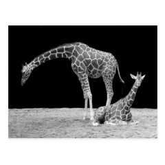 Two Giraffes in Black and White Postcard