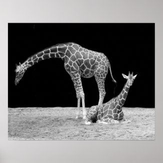 Two Giraffes in Black and White Poster Print