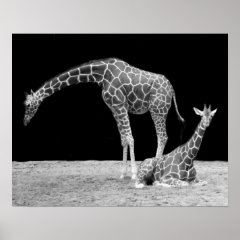 Two Giraffes in Black and White Print