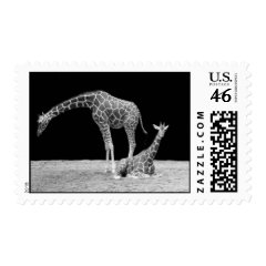 Two Giraffes in Black and White Stamps