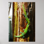 Two gold dust day geckos Phelsuma Laticauda posters