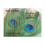 Two Golden Peacock Feathers Save the Date Post Card