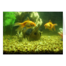 Two Goldfish cards by JLWinther Two Goldfish cards
