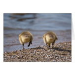 Two goslings walking down to the water cards