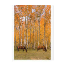 Two Grazing Horses In the Autumn Post Card