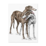 Two Greyhound Dog Friends Post Card