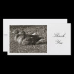 Two Greylag Geese - Thank You photo cards