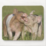 Two Happy Piglets Mousepads