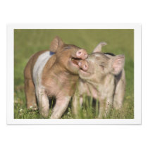 Two Happy Playful Piglets 12 x16 Photograph