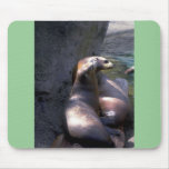 Two Harbour Seal On Wood Mouse Pads