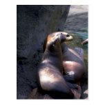 Two Harbour Seal On Wood Postcards