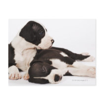 Two Harlequin Great Dane puppies on white Postcards