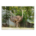 two headed ostrich zoo 154A cards by schneiter two headed ostrich zoo 154A cards