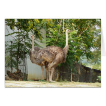 two headed ostrich zoo 154A cards by schneiter two headed ostrich zoo 154A cards
