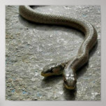 Two Headed Snake Print
