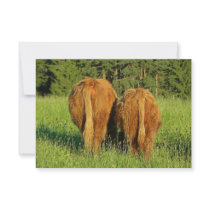 Two Highland Cattle Rears in Upper Austria Custom Invitation