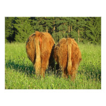 Two Highland Cattle Rears in Upper Austria Photo