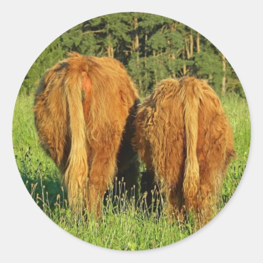 Two Highland Cattle Rears in Upper Austria Sticker