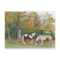 Two horses and a gypsy wagon - Postcard