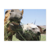 Two horses eating together postcards