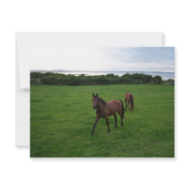 Two Horses invitations