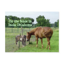 Two Horses, On the fence in Inola Oklahoma postcards by sistersue Two Horses, On the fence in Inola Oklahoma postcards
