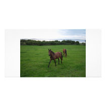 Two Horses Personalized Photo Card