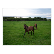 Two Horses Post Card