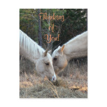 Two Horses Postcard